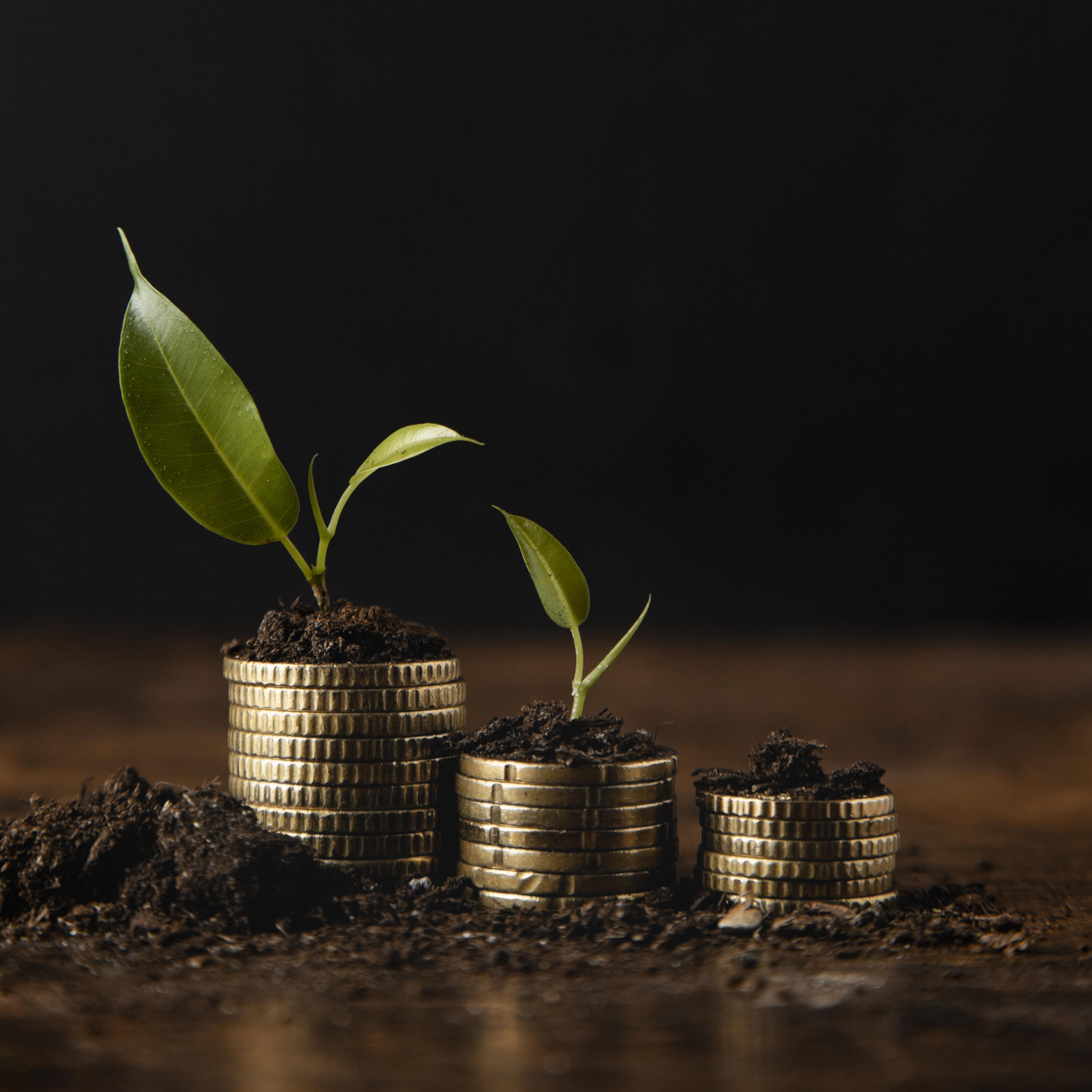 Business Setup Services